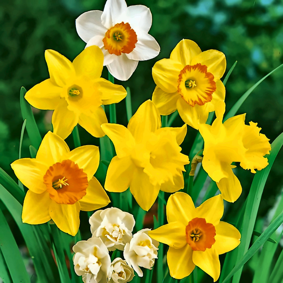Daffodil Bulbs — Mixed Colours