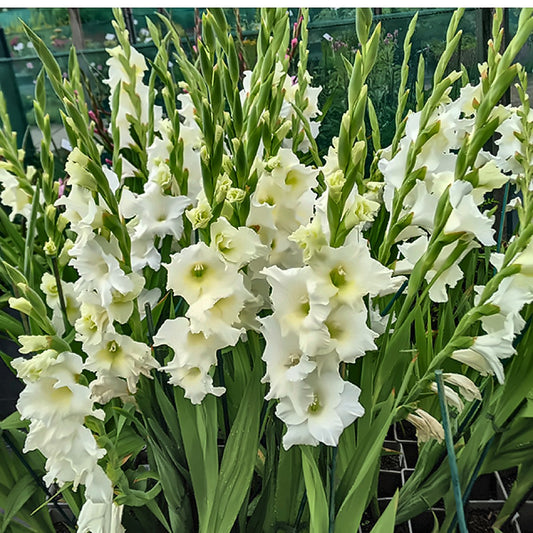 Gladiolus Bulbs — White — The Garden by Chanan Din, Pakistan