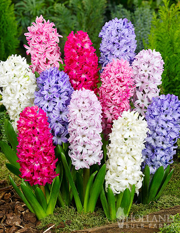 Hyacinth Bulb