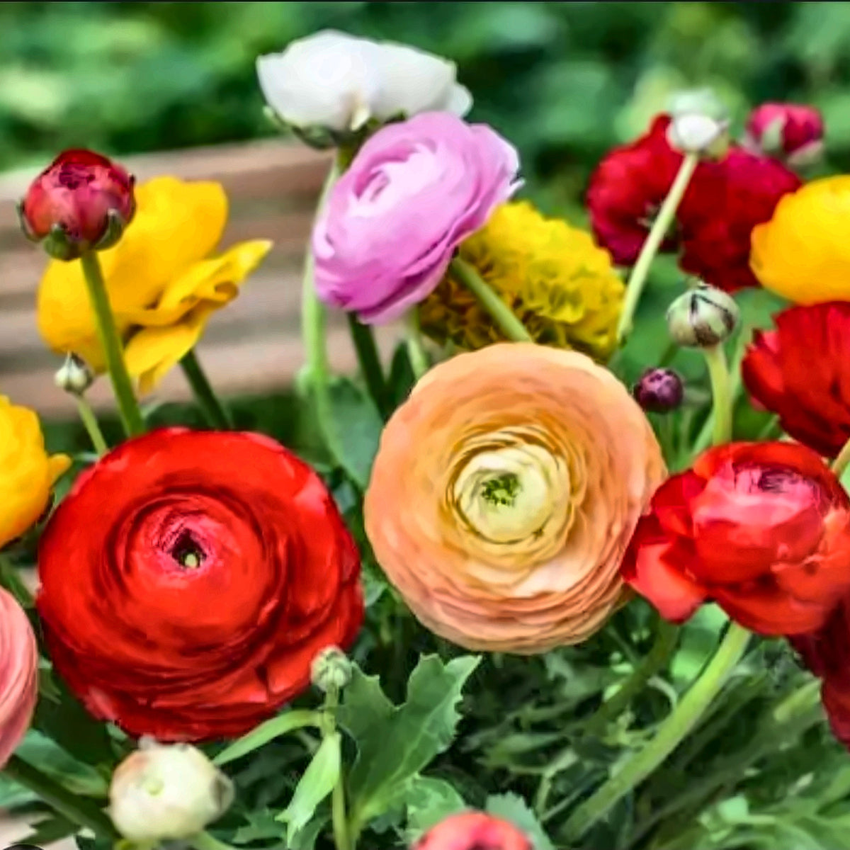 Ranunculus Bulbs — Mixed Colours — The Garden by Chanan Din, Pakistan