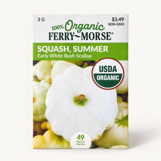 Organic Squash Early White Bush Scallop Seeds