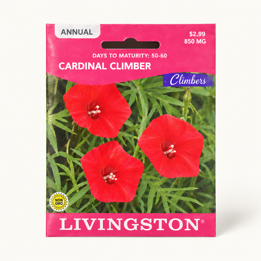 Livingston Cardinal Climber Seeds