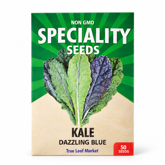 Kale Seeds — Dazzling Blue (Organic Lacinato)