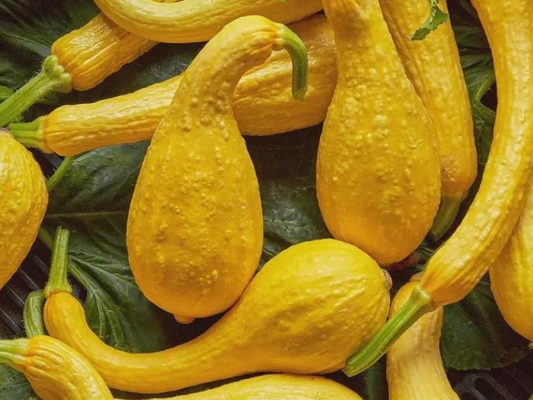 Summer Squash - Yellow Crookneck