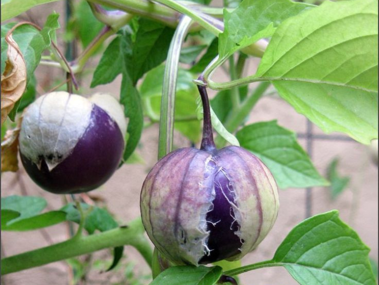 Tomatillo - Purple