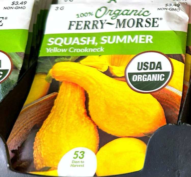 Summer Squash - Yellow Crookneck