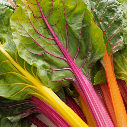 Swiss Chard Seeds — Rainbow Mixed Colours