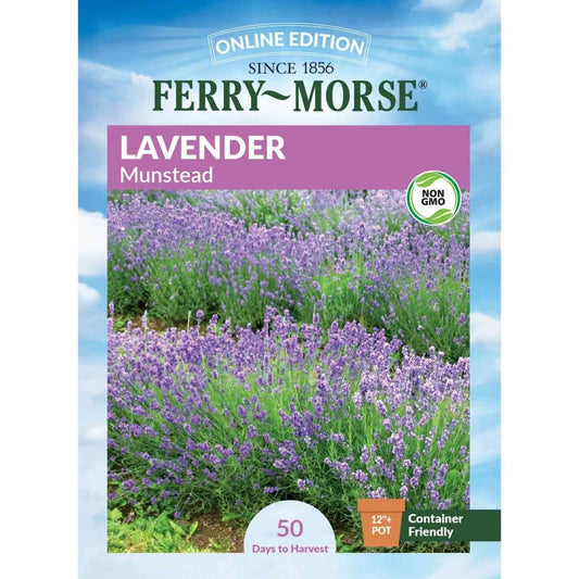 Lavender Munstead Seeds