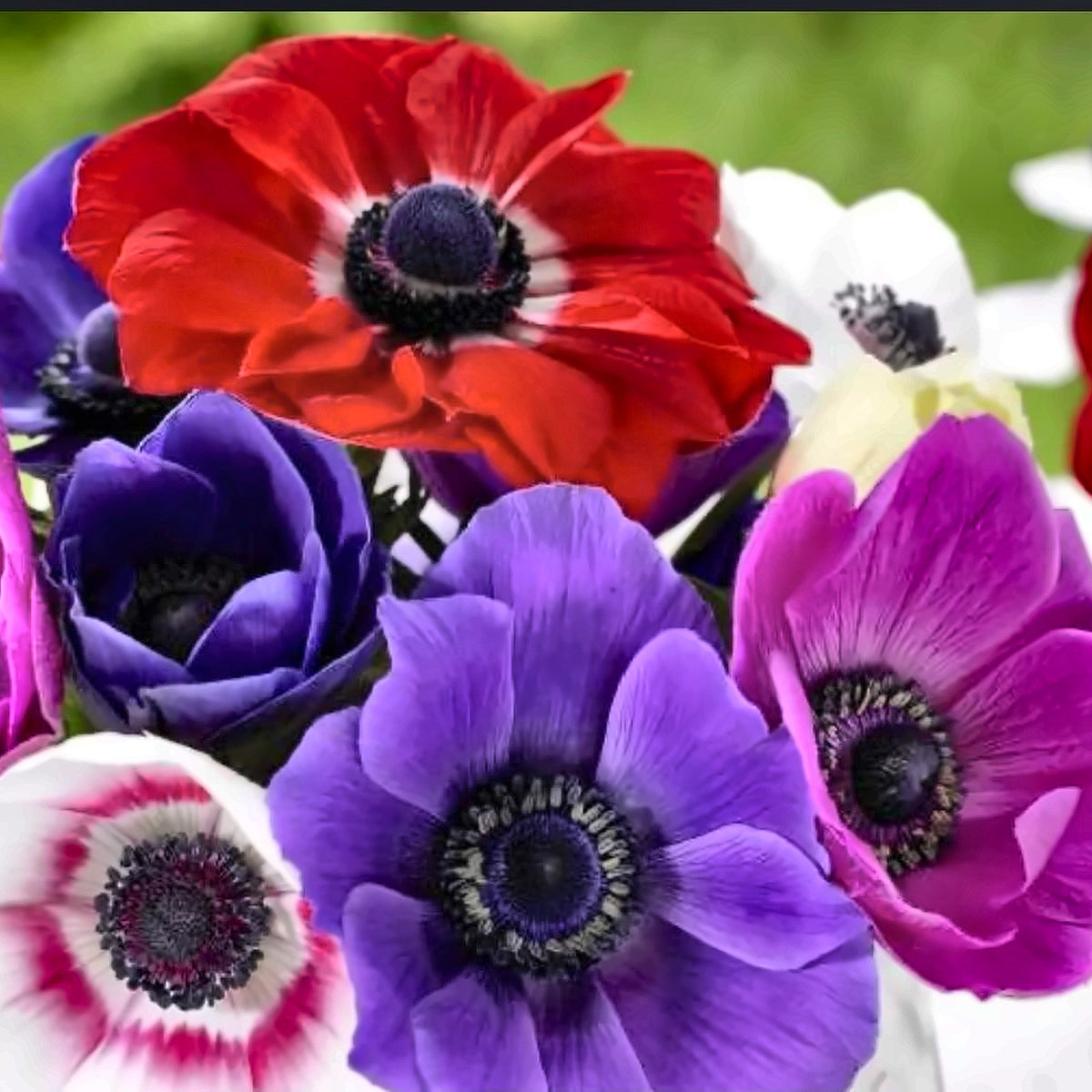 Anemone Bulbs — Mixed Colours — The Garden by Chanan Din, Pakistan