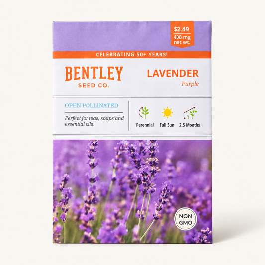 Bentley Lavender Purple Seeds