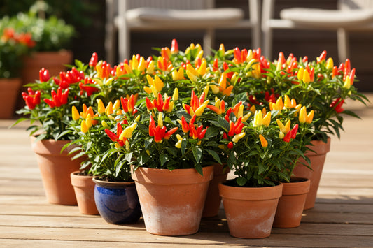 Capsicum F1 Hybrid Dwarf Treasures Red