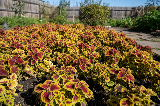 Coleus Fairway Seeds (Extra Dwarf)