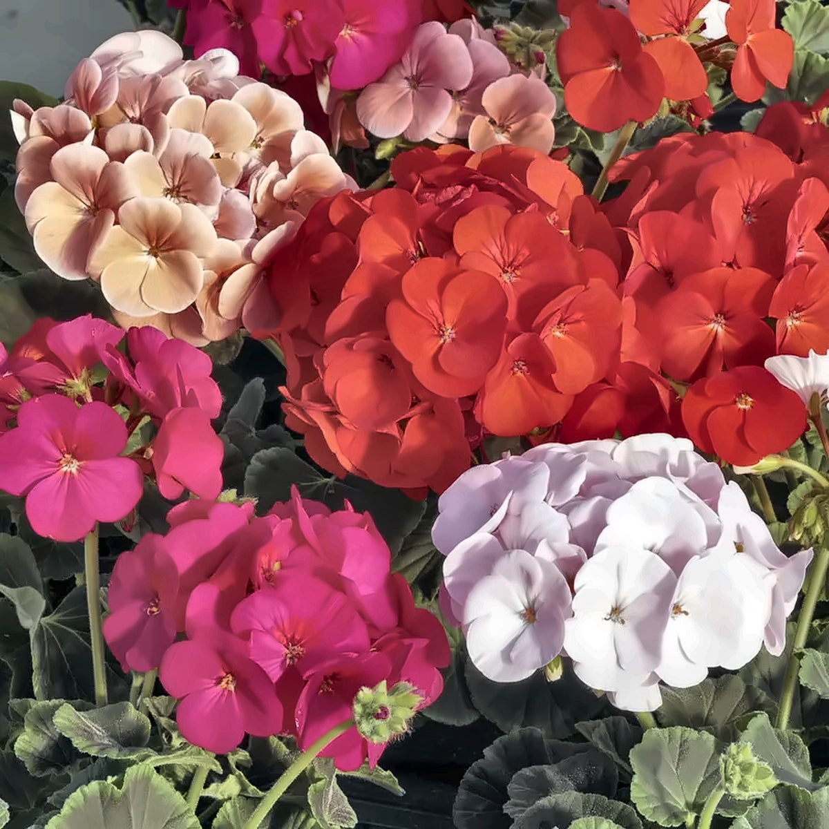 Geranium flowers in mixed colours - red, salmon, pink and white - The Garden by Chanan Din, Pakistan