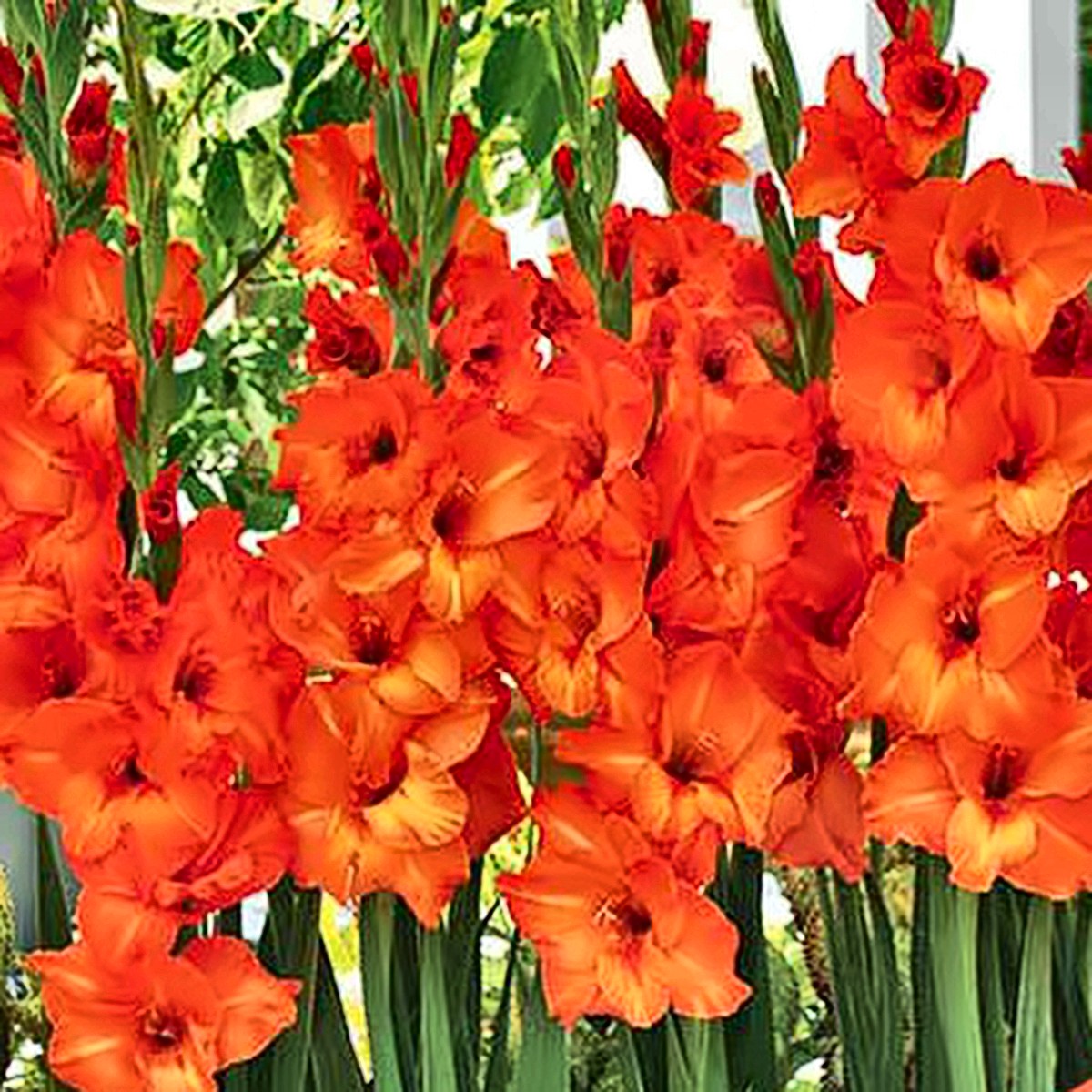 Gladiolus Bulbs — Orange — The Garden by Chanan Din, Pakistan