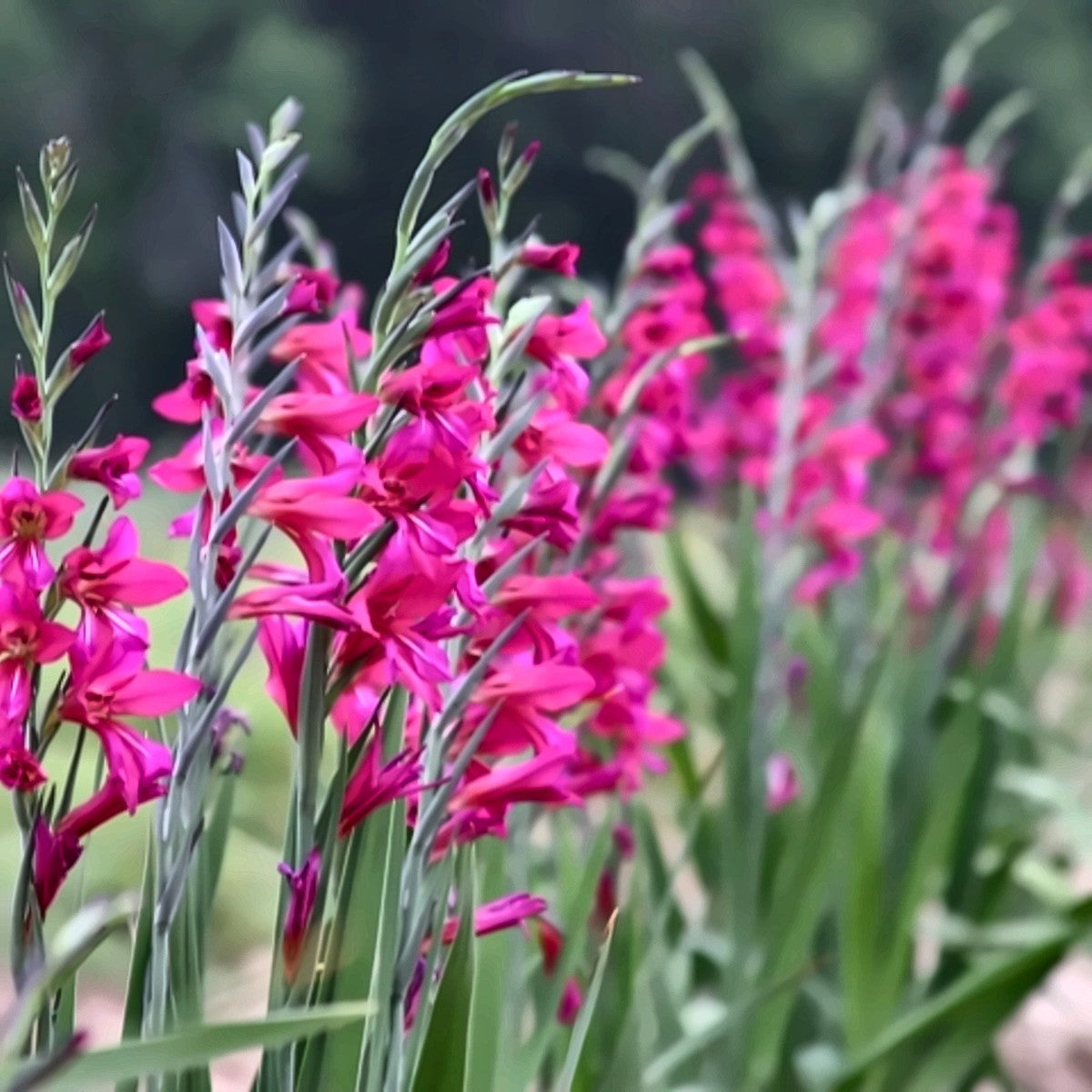Gladiolus Bulbs — Pink — The Garden by Chanan Din, Pakistan