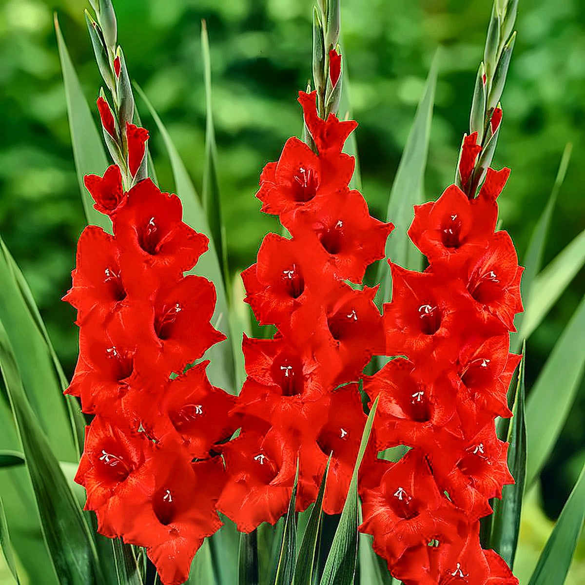 Gladiolus Bulbs — Red — The Garden by Chanan Din, Pakistan