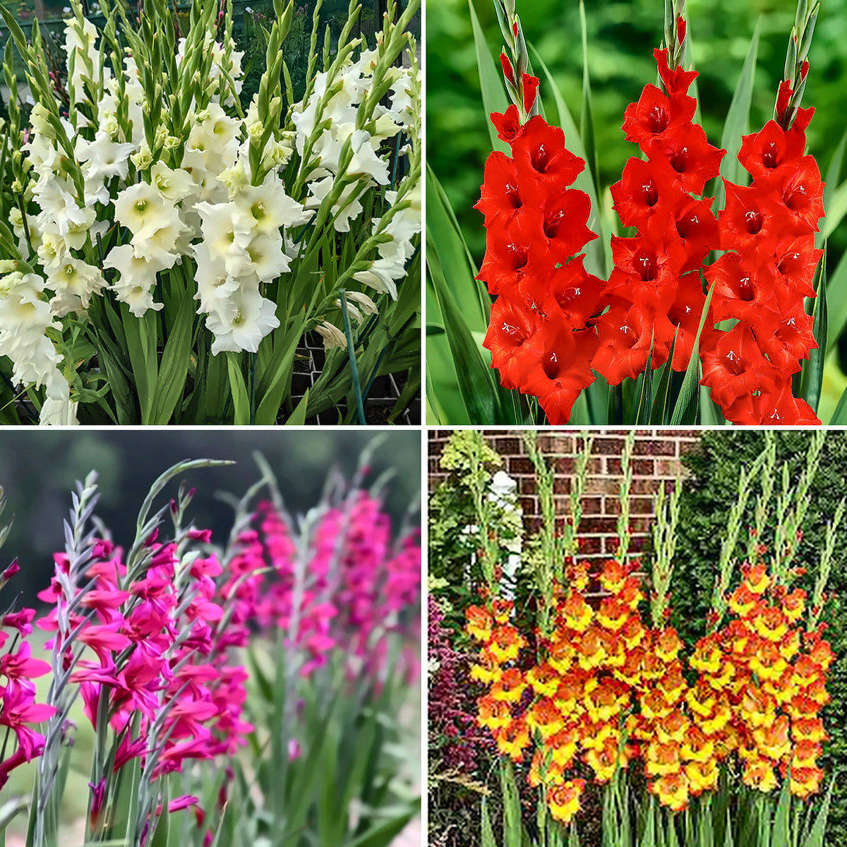 Gladiolus Bulbs — eight colours — The Garden by Chanan Din, Pakistan