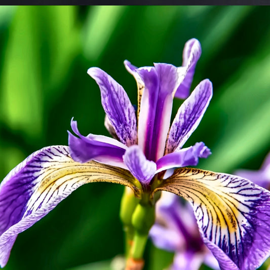 Dutch Iris Bulbs — Mixed Colours — The Garden by Chanan Din, Pakistan