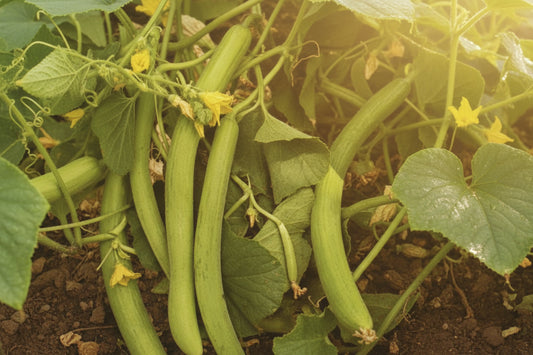 Armenian Cucumber/Snake Melon Seeds (Kakri)