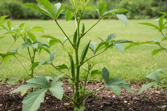 Lady Finger (Bhindi) Seeds