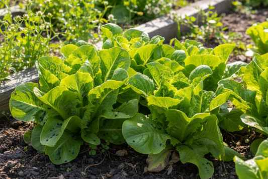 Organic Lettuce Black Seeded Simpson Seeds