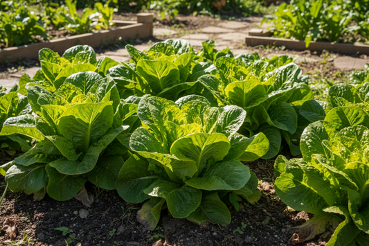 Organic Lettuce Buttercrunch Seeds