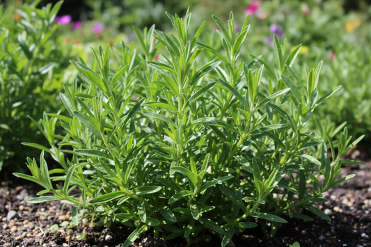 Organic Tarragon Seeds