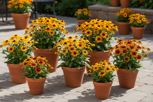 Rudbeckia Autumn Colors