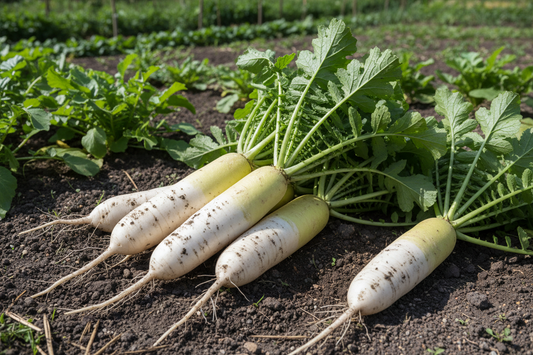 White Radish (Mooli) Seeds